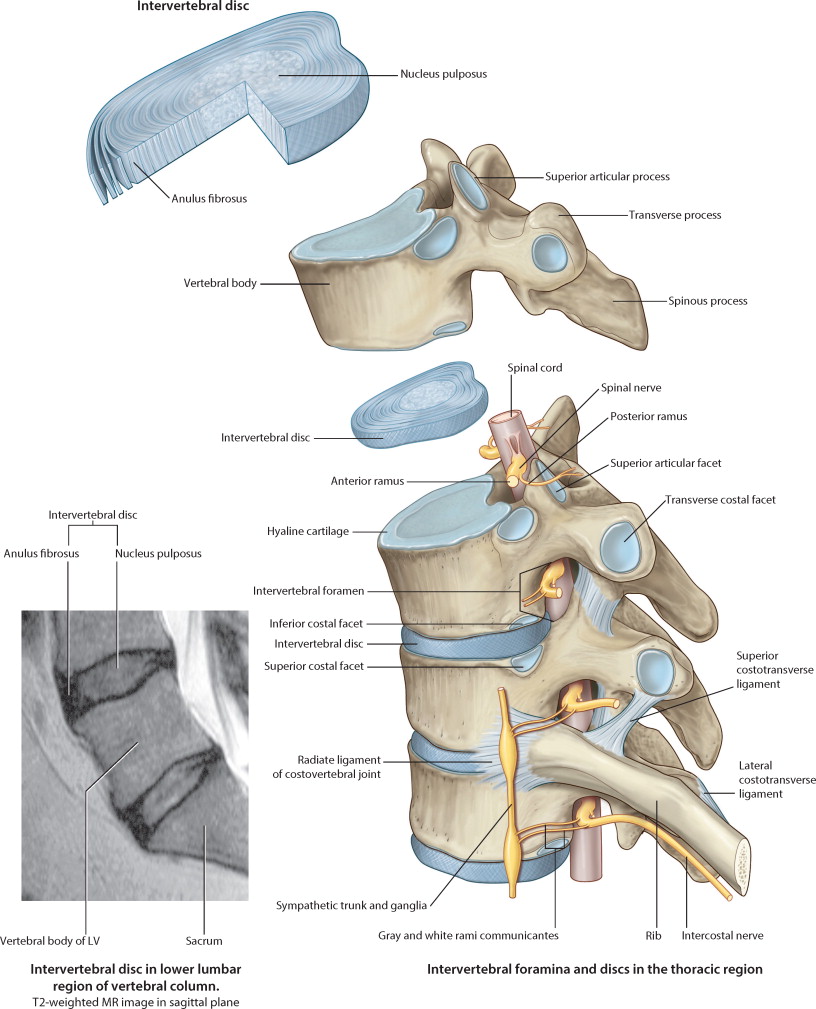lumbar sympathetic block anatomy.jpg